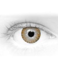 Daily Contact Lenses